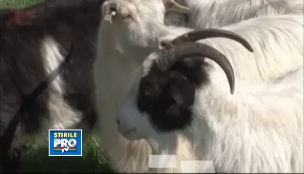Pana si in lumea caprelor exista concurenta