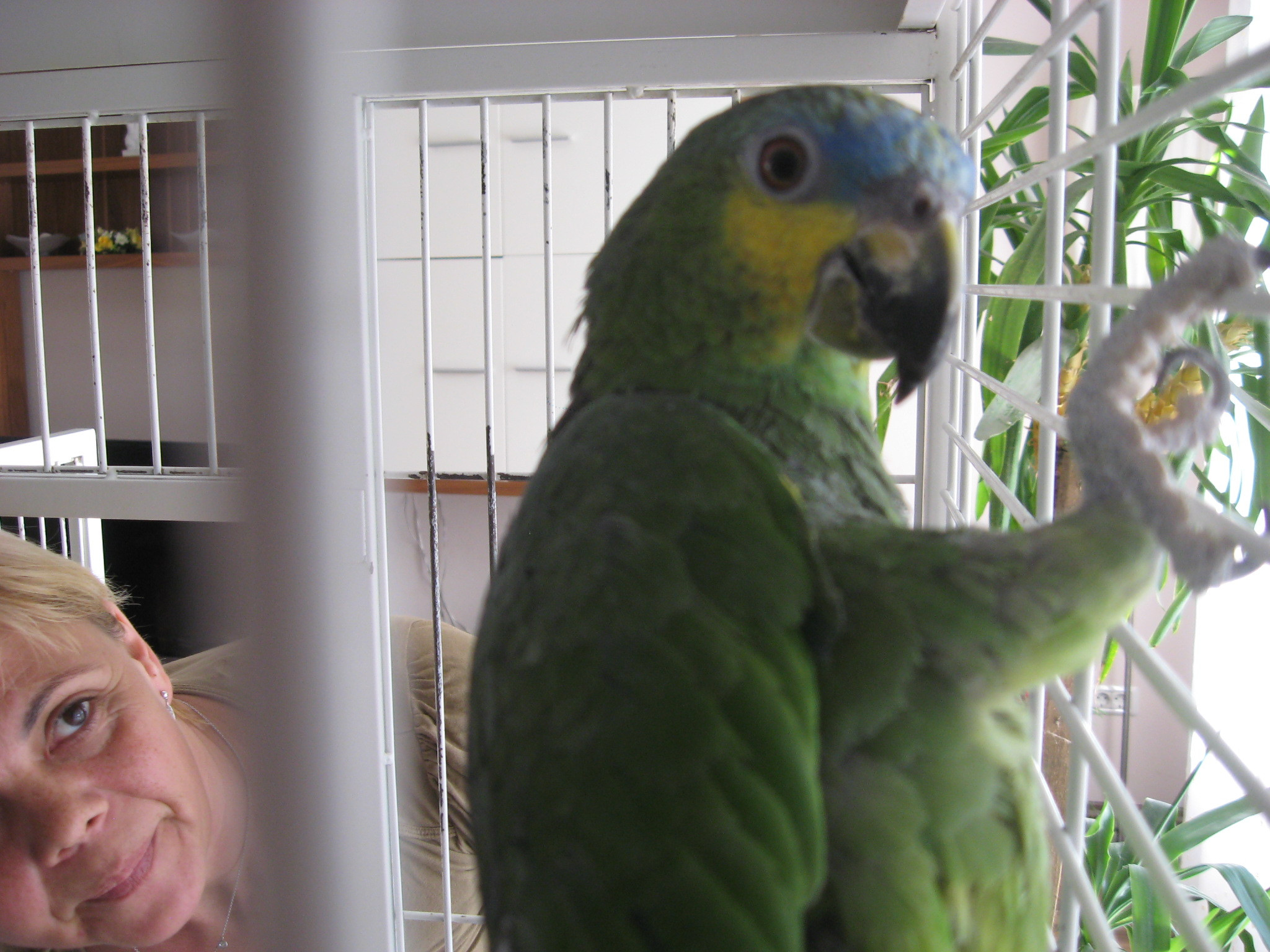 Coco, papagalul vorbitor care isi zice Pityuka, fluiera dupa fete si latra la catei. Afla-i povestea