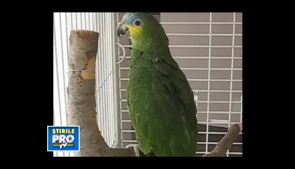 Coco, papagalul vorbitor care isi zice Pityuka, fluiera dupa fete si latra la catei. Afla-i povestea