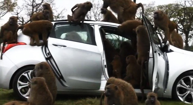 VIDEO: Hyundai, parc de distractii pentru 30 de babuini!