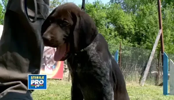 Afla care sunt primii pasi pe care trebuie sa ii faci cand iti cumperi un catel