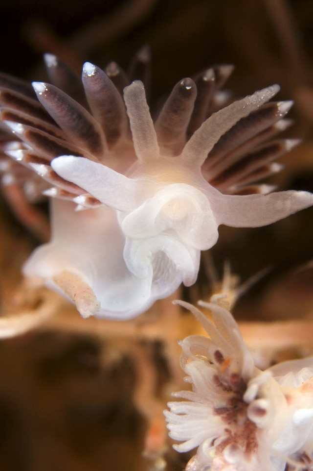 "Extraterestrii" par sa existe in Marea Alba. Rusii au surprins viata din apele reci in premiera