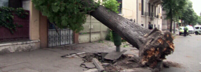 Romania, MATURATA de furtuni. Copaci cazuti si sosele acoperite de ape. Vijelia a ucis o femeie