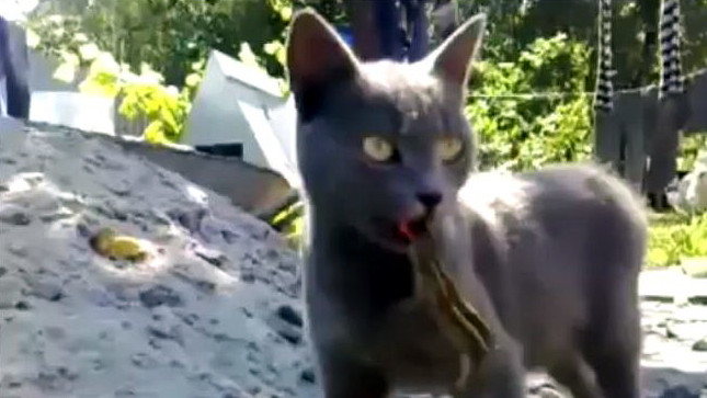 CLIPUL ZILEI pe internet. Soparla care a muscat LIMBA unei pisici si n-a mai vrut sa-i dea drumul