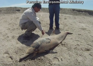 Dezastru natural. 877 de delfini esuati pe o plaja din Peru. Autoritatile ridica din umeri
