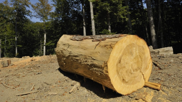 Holzindustrie Schweighofer anunta ca lupta impotriva taierilor ilegale de lemn din Romania. Ce a descoperit luna trecuta