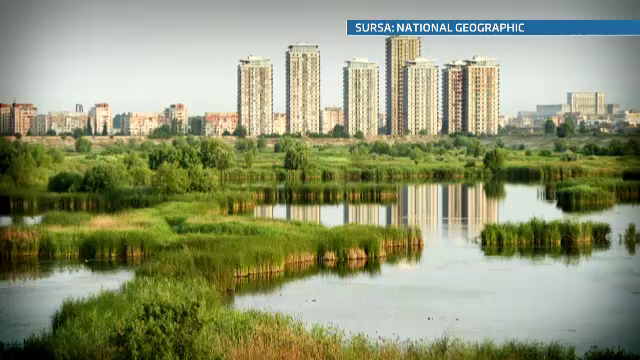 Delta din mijlocul Bucurestiului. Un adevarat ecosistem, intre blocuri prafuite si munti de gunoaie