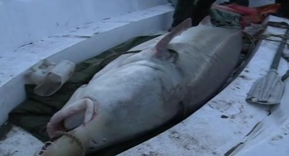 VIDEO. Monstrul de peste 600 de kilograme. A fost nevoie de 12 oameni ca sa il tina in frau