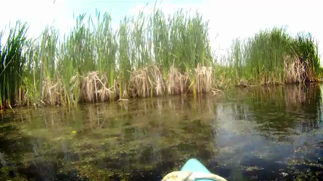 Incendiu in delta din centrul Bucurestiului. Focul a cuprins vegetatia de pe 1.000 metri patrati