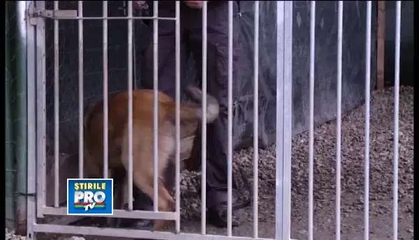 Afla cum sa-ti convingi catelul sa te asculte