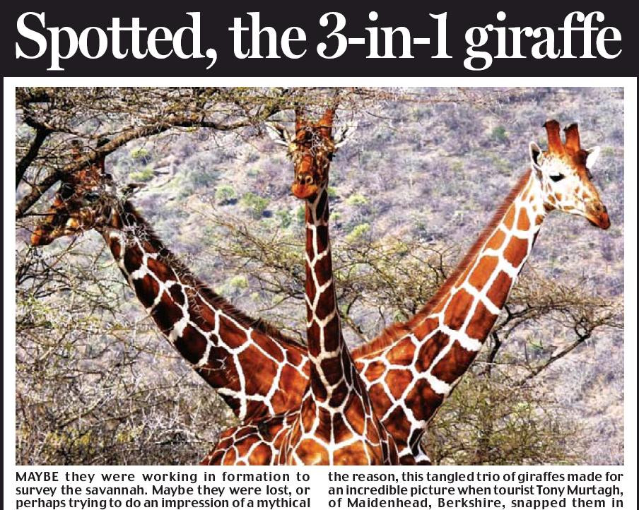 Imaginea anului in Africa: Un turist a surprins pe camera girafa cu trei capete