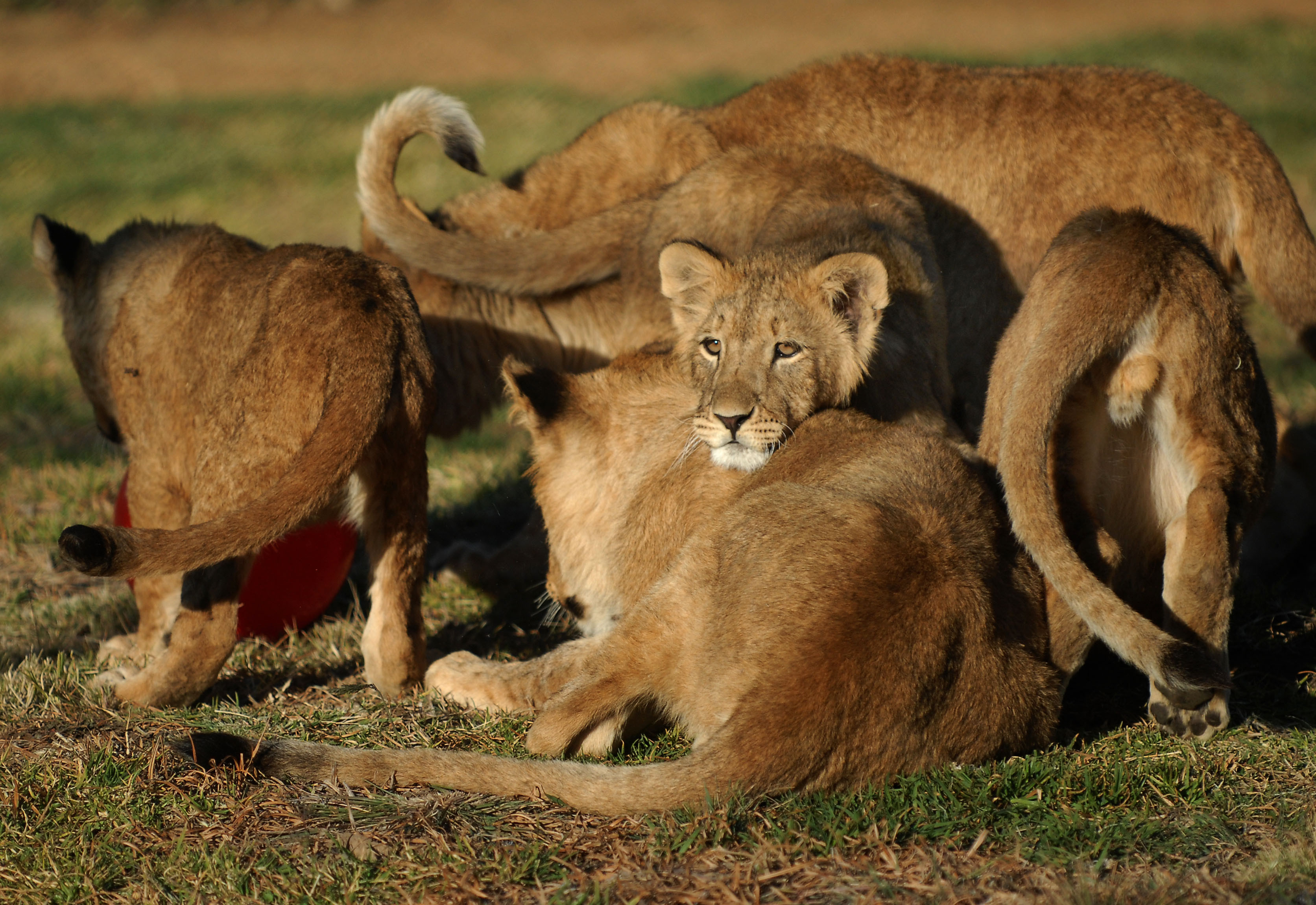 Atacul unui leu i-a salvat viata. Ce a descoperit o femeie dupa ce a fost muscata