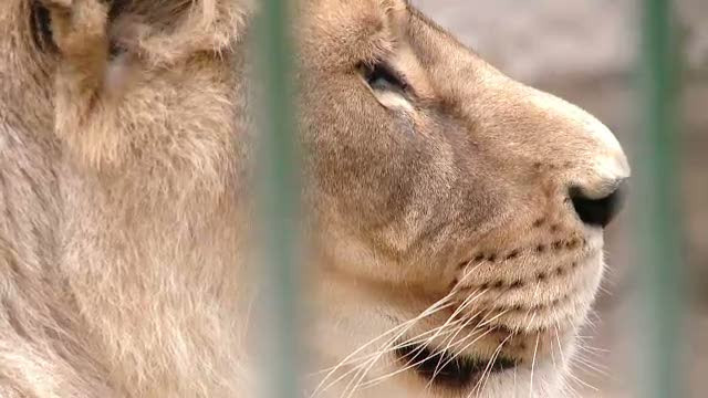 Barbatul atacat de leu la Zoo Brasov era in stare de ebrietate. A facut un gest de neinteles