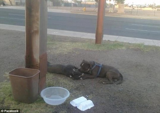 ACEASTA este cea mai emotionanta fotografie din lume: