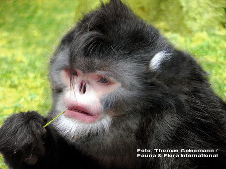 Viespea parazit, maimuta care stranuta, tarantula albastra - TOP 10 specii noi, descoperite pe Terra