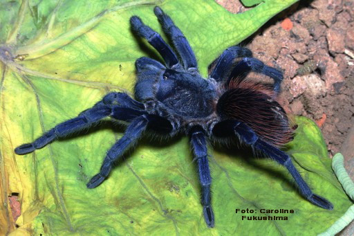 Tarantula albastra