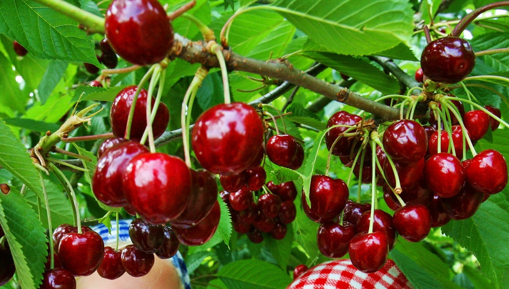 Remediul natural care ne ajuta sa fim mai odihniti. Doua pahare de suc de cirese pe zi ne prelungesc programul de somn