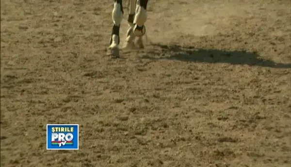 O lume disparuta complet timp de zeci de ani din Romania reinvie. Cat costa pasiunea pentru cai