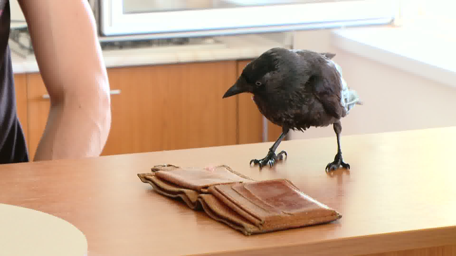O stancuta, rasfatata ca un copil, a fost adoptata de o familie de timisoreni. Vezi ce nazbatii face