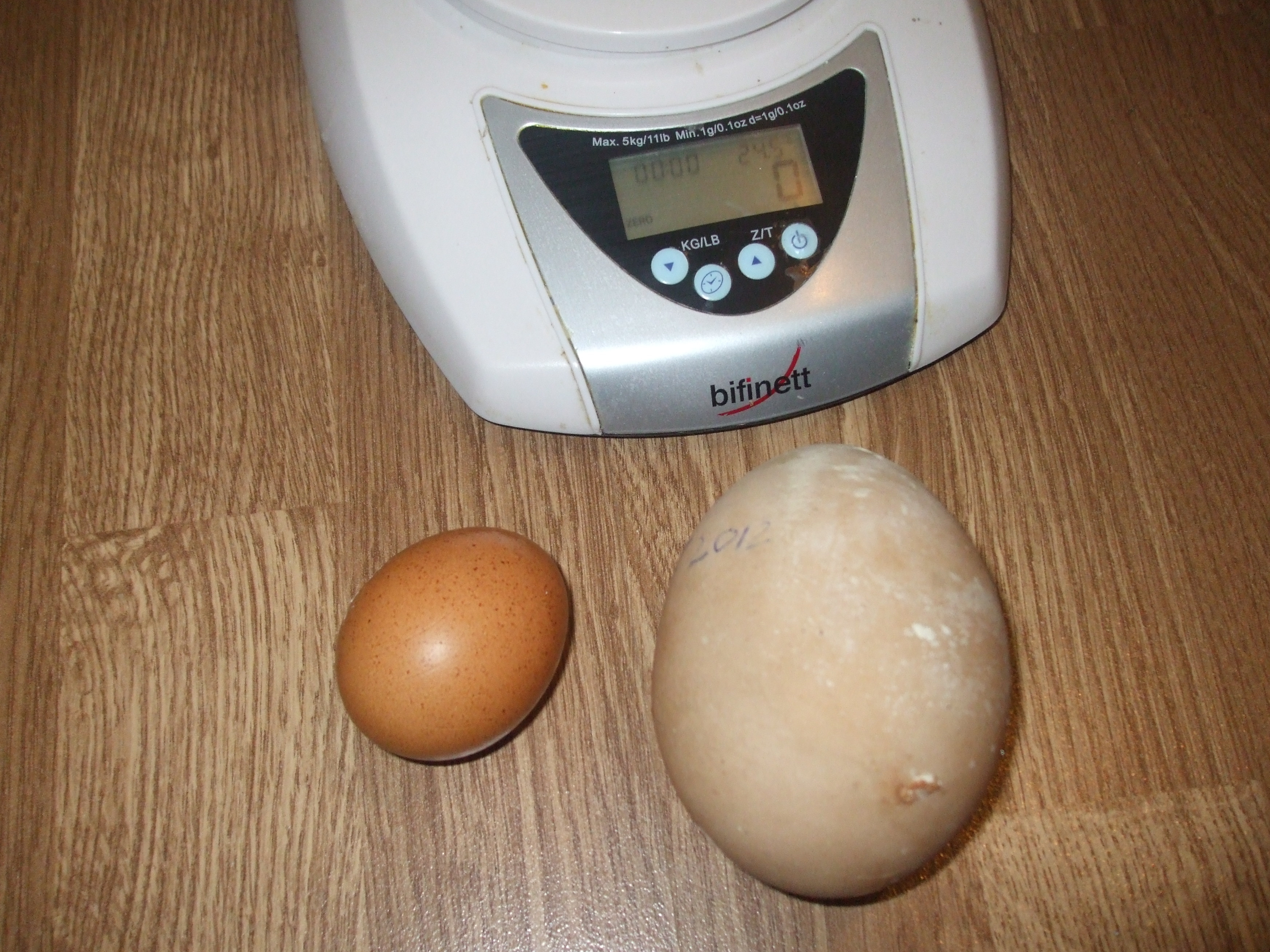 O gaina din Resita poate intra in Cartea Recordurilor. A facut un ou gigant, cat un ou de strut