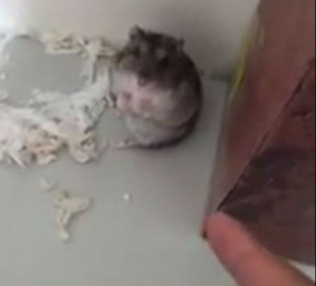 VIDEO. Cel mai TALENTAT hamster din lume. Se preface mort cand stapanul il "impusca"