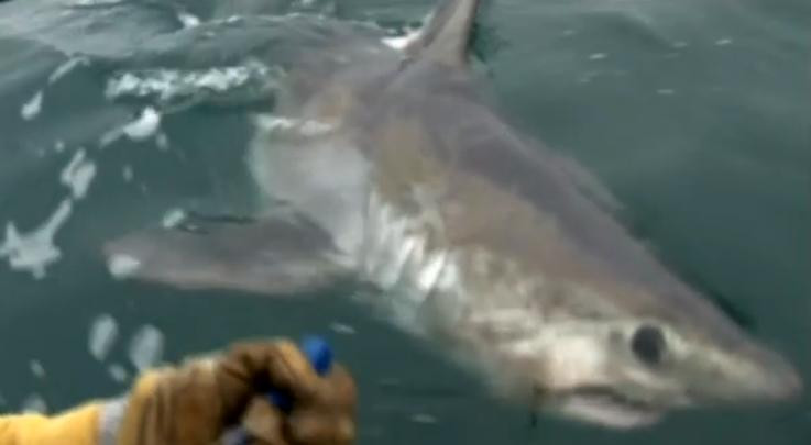 VIDEO. Scene demne de filmul "Falci" in Marea Britanie. Pescarii au prins un rechin gigant