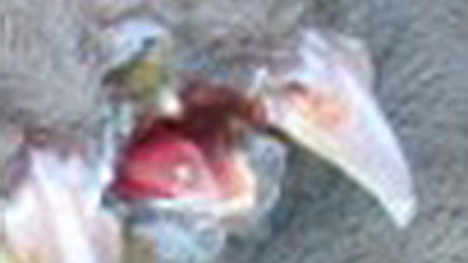 Creatura care era sa-i provoace infarct. "Era oribila. Avea doua capete si trei guri". Foto socant