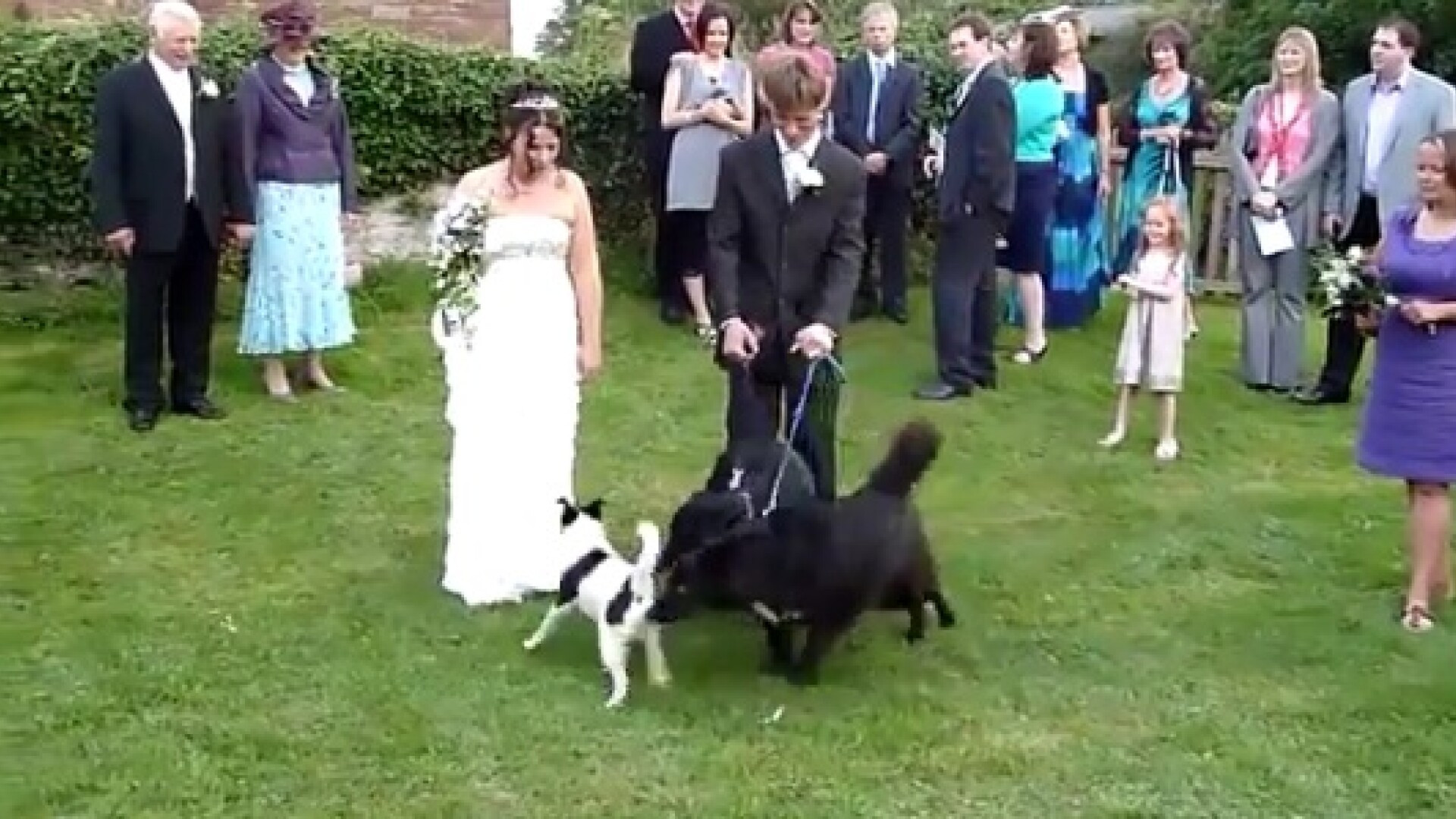 Nunta distrusa de nevoi fiziologice. Milioane de oameni au ras de scena care urmeaza acestei poze