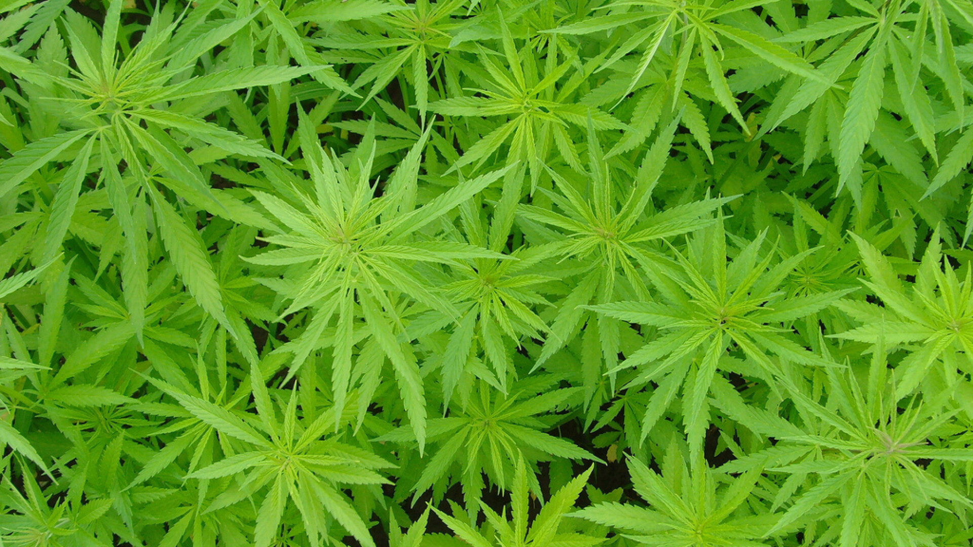 Au plantat marijuana in loc de iarba :))) VEZI UNDE: