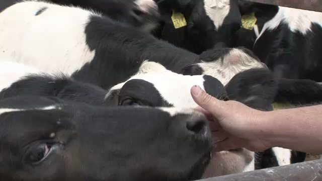 Laptele romanesc, bun de aruncat. Procesatorii importa masiv din Ungaria pentru ca e mult mai ieftin