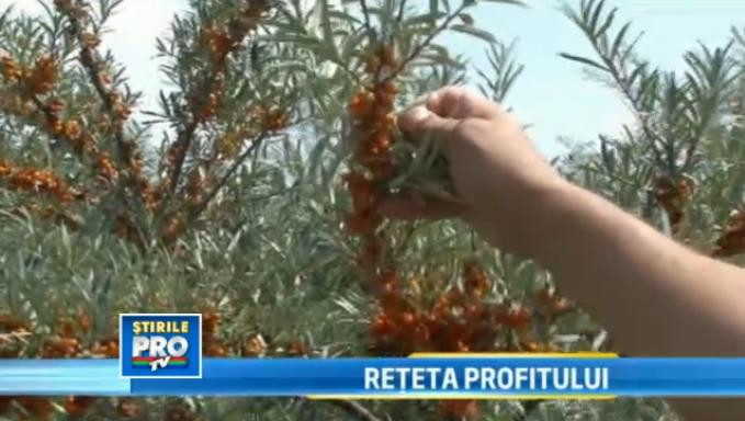 A lasat Germania pentru a creste catina la tara. Ce afacere de 40.000 euro profit a gandit un roman