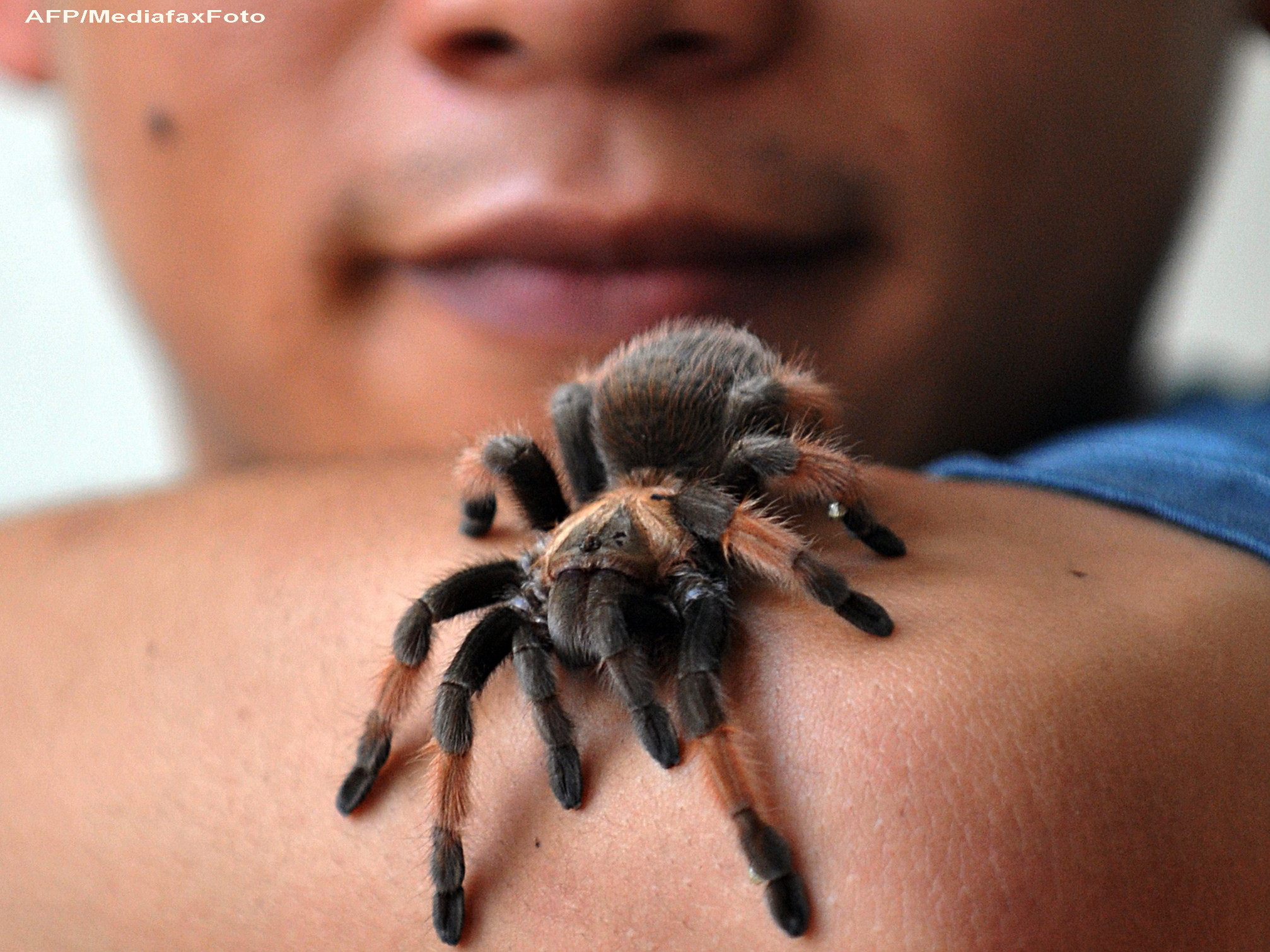 Localitate din India, atacata de SUTE de paianjeni. Times of India: Doua persoane au murit