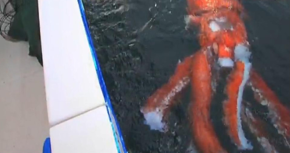 Creatura uriasa, descoperita in Marea Tasmaniei. VIDEO