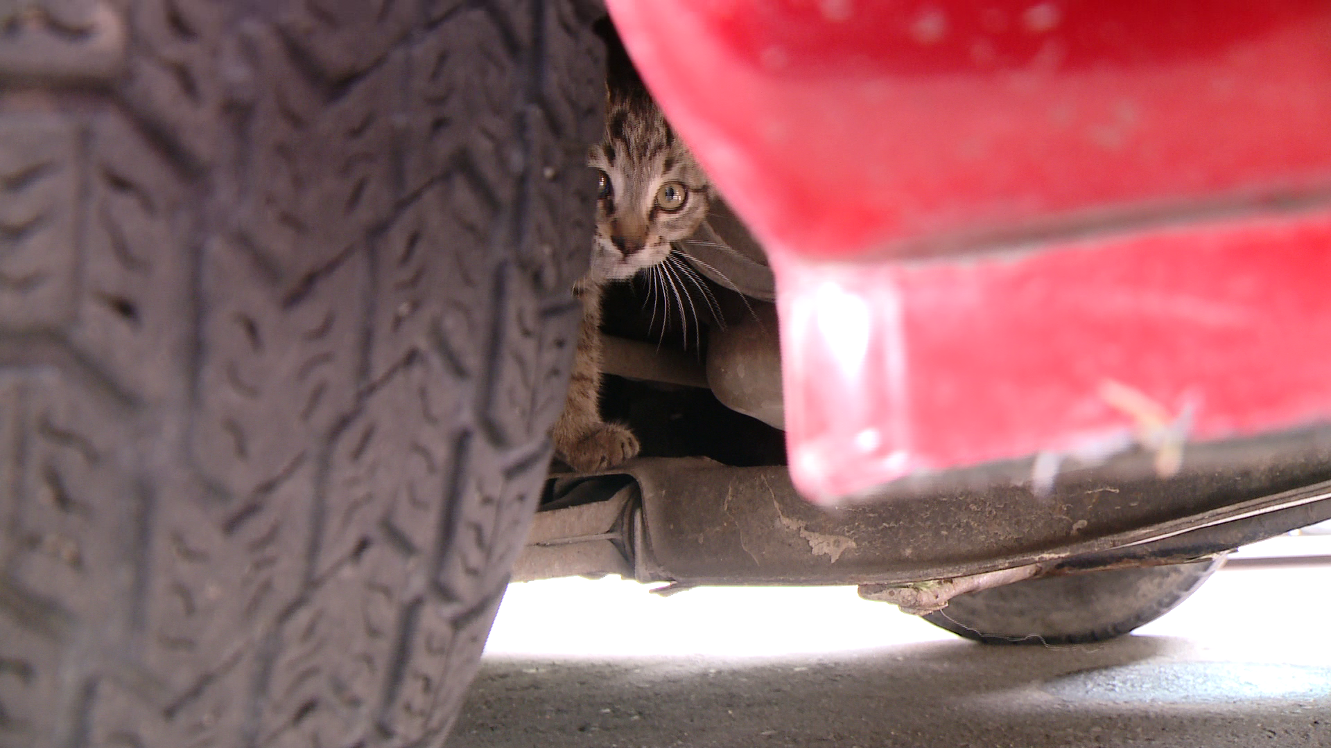 O pisicuta a ramas captiva sub o masina. Vezi cum a reusit sa se salveze