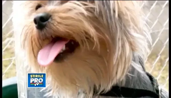 Dresaj pentru cainii de buzunar