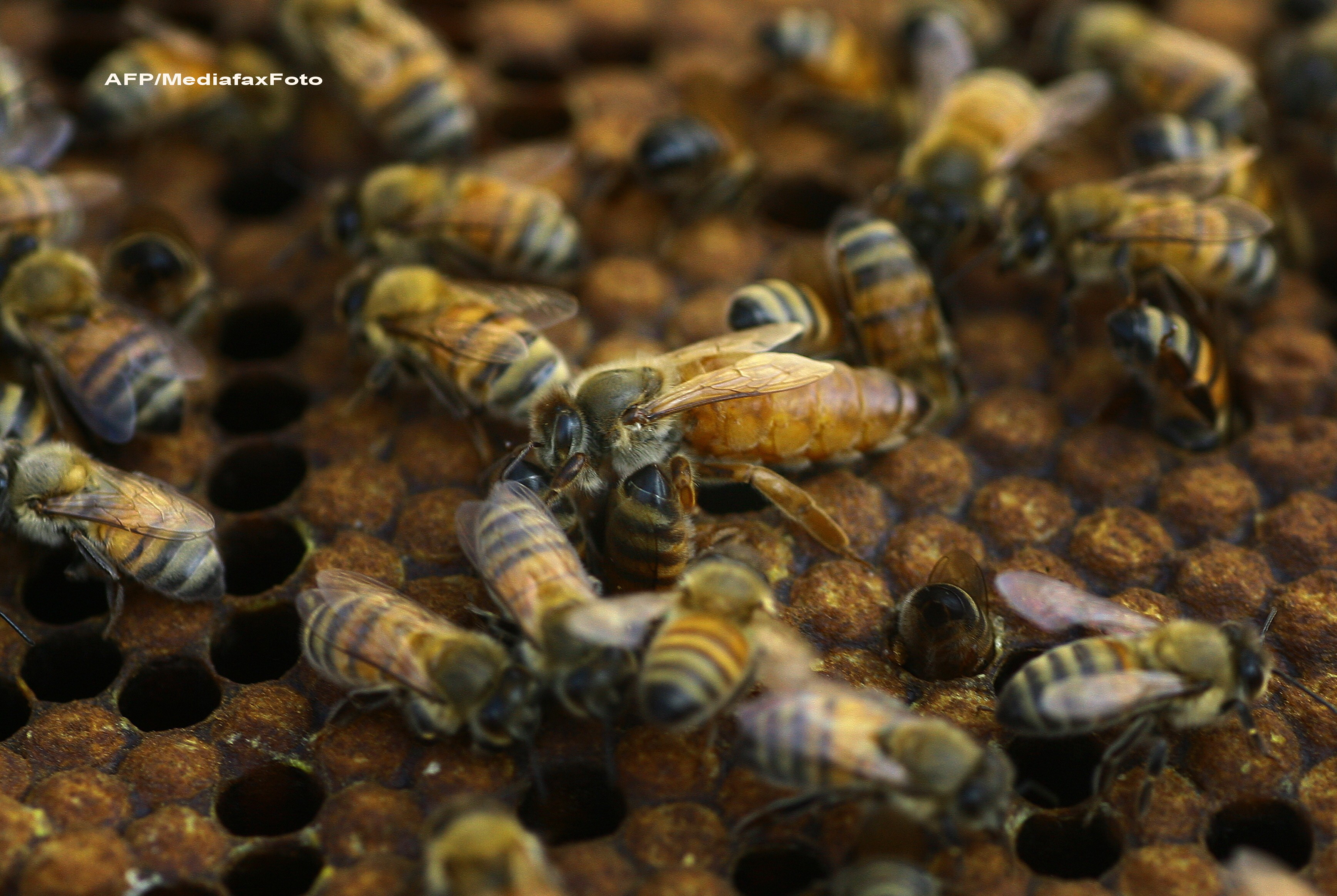 S-a supus unui chin teribil ca sa isi promoveze afacerea. Un barbat s-a lasat acoperit de 460.000 de albine