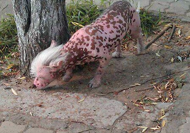 "Experimentul genetic" care a bagat in sperieti un oras din China. Creatura scapata din laborator