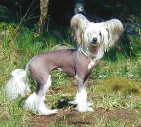 Chinese crested hairless