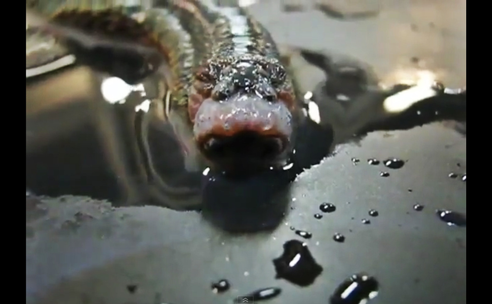 Creatura "extraterestra" la care nimeni n-a mai putut sa comenteze dupa ce a vazut-o. VIDEO