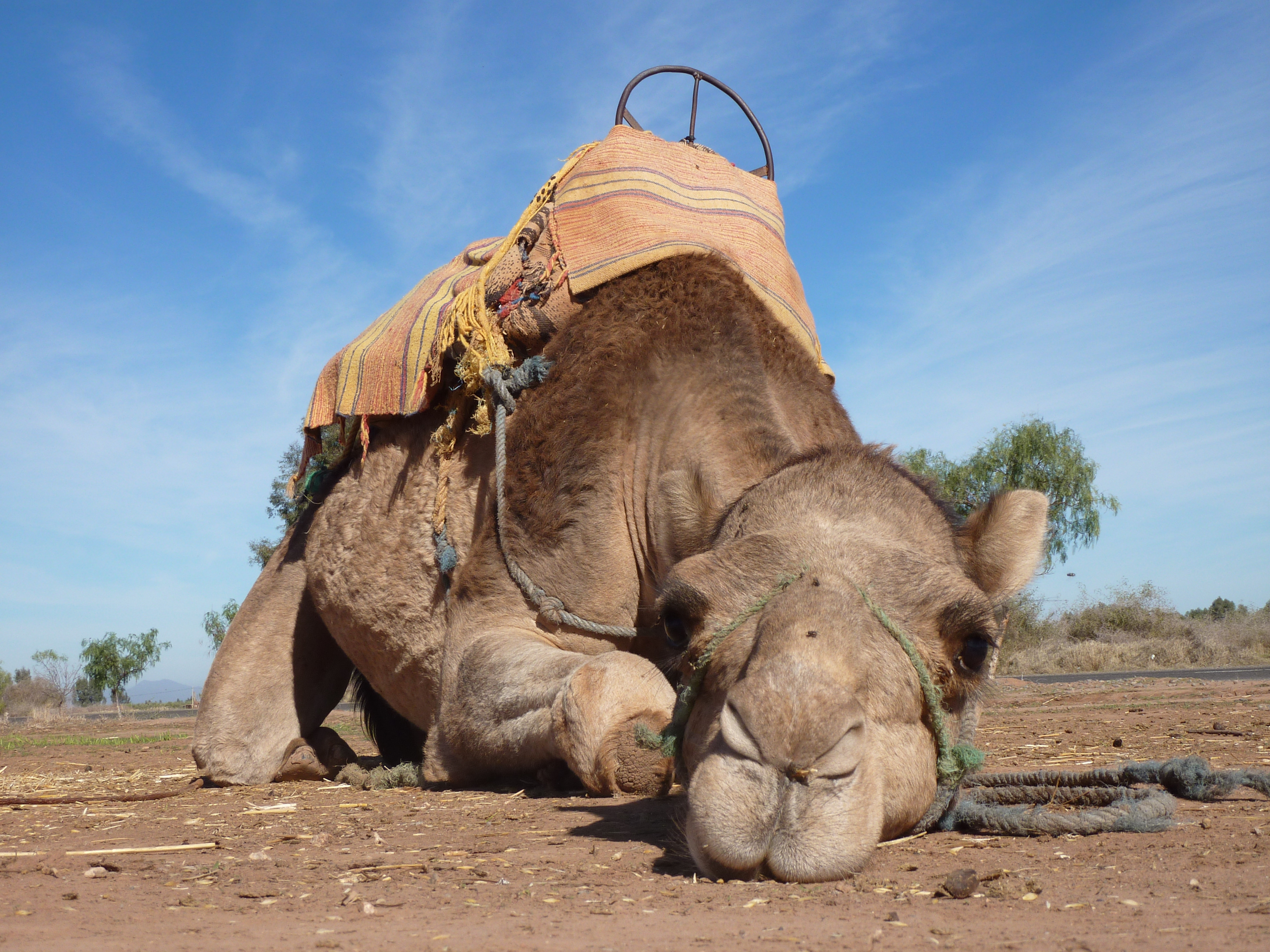 CE PUNE LA BATAIE o grupare islamista pentru capturarea lui Barack Obama :)