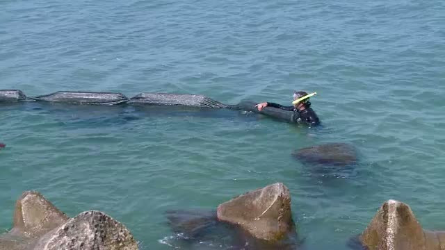 Autoritatile, facute de ras. Problema algelor de pe litoral, rezolvata de biologi, cu 1.000 de euro