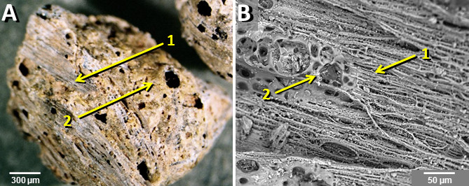 Dovezile care arata clar de ce au disparut oamenii preistorici si animalele uriase acum 12000 de ani