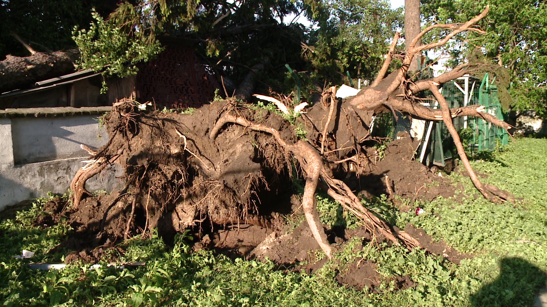 O vijelie puternica a smuls copacii din radacini si acoperisurile mai multor case din Timis si Arad