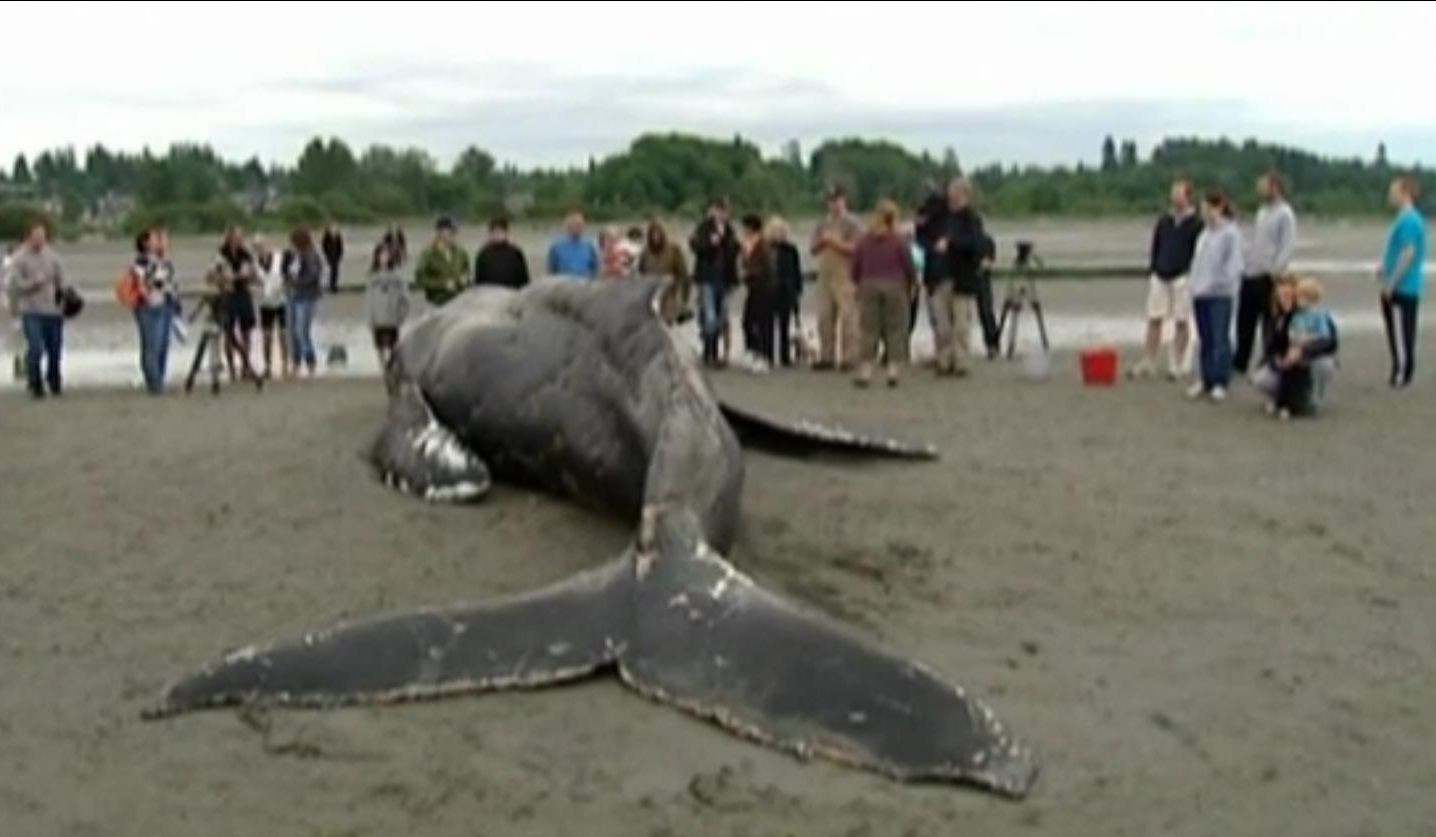 VIDEO. Gest impresionant. Reactia a zeci de oameni fata de o balena esuata pe tarm