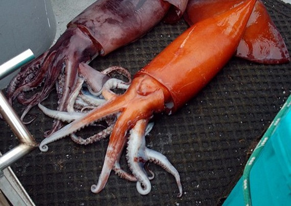 O femeie a ramas "gravida" cu pui de calamar, dupa ce a mancat o portie din creatura marina