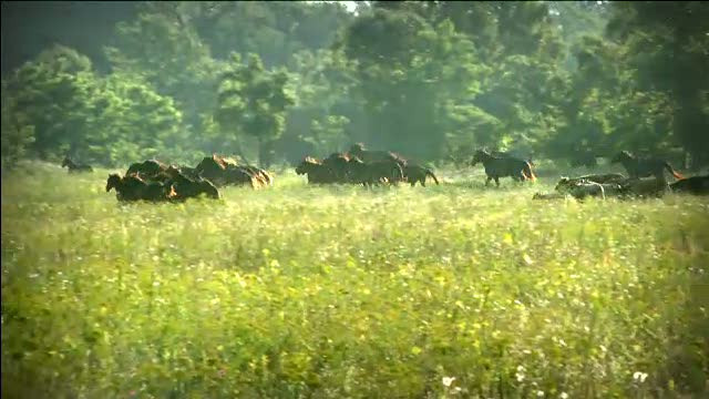 Caii din Delta - legea nu-i apara, biologii vor sa-i elimine, iar localnicii sa-i vanda la abator