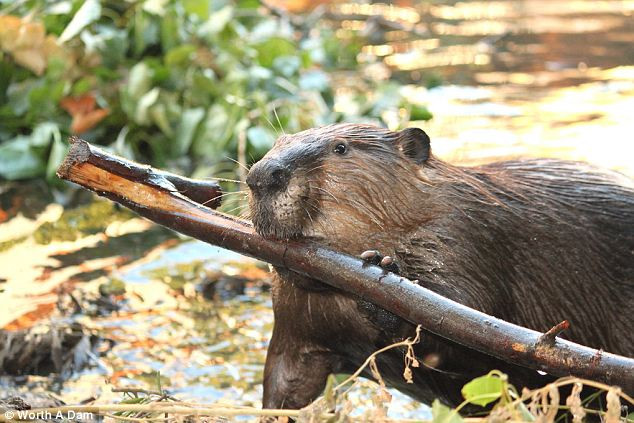 Imagini emotionante: castorul care are singur grija de pui, dupa moartea partenerei. VIDEO