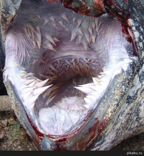 Dantura unui monstru de 600 de kilograme si 2 metri lungime i-a fascinat pe oamenii de stiinta