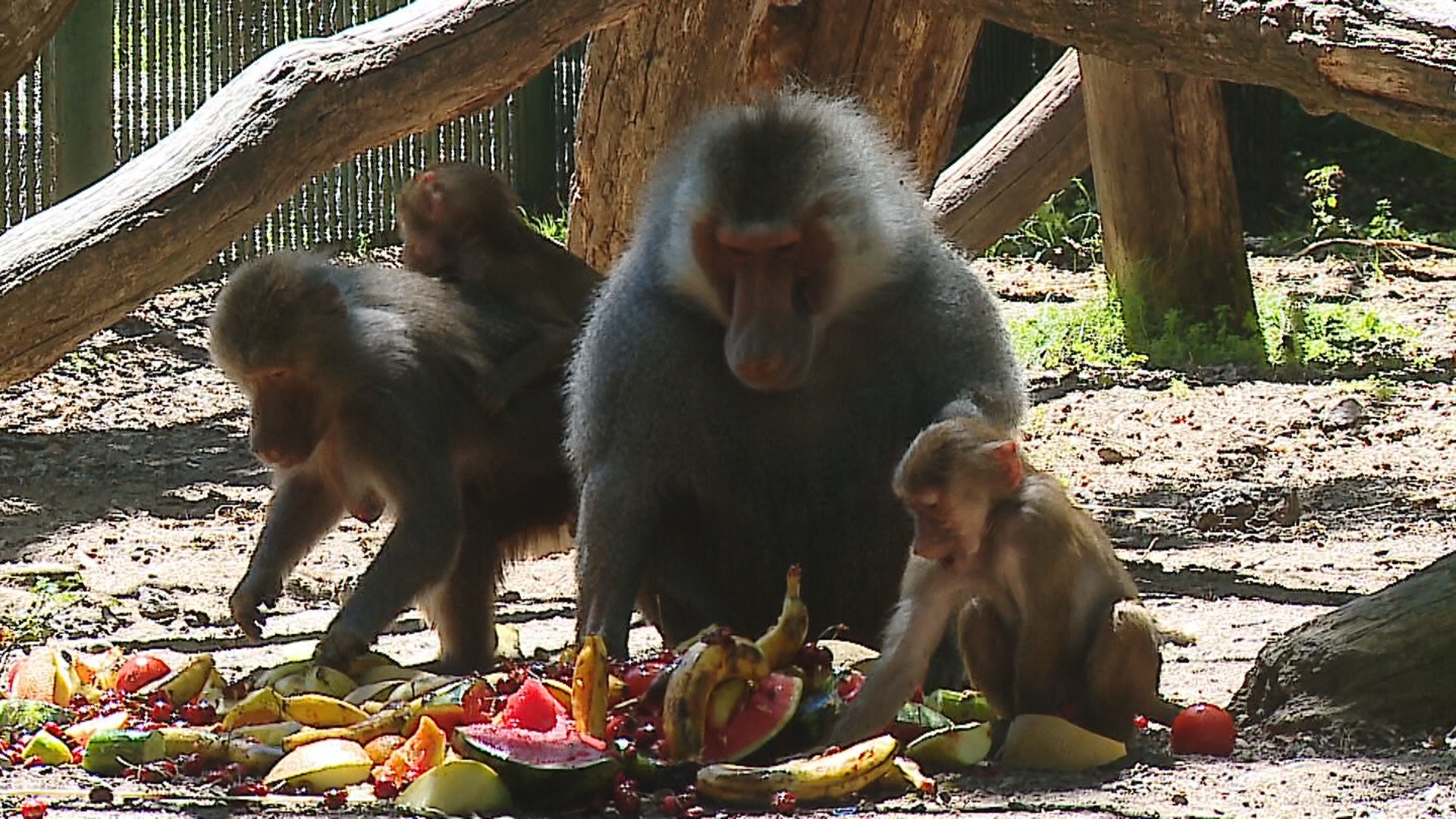Canicula la zoo. Maimutele beneficiaza de un tratament special, bazat pe cirese si pepene