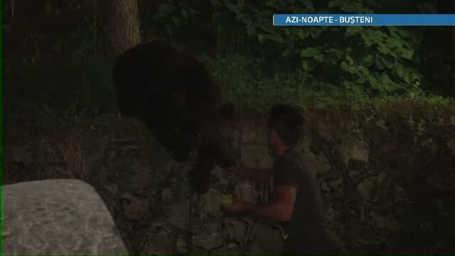 Distractie periculoasa la Busteni. Turistii dau mancare ursilor fara sa se gandeasca la riscuri